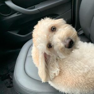 Meet your Posher, Lauren